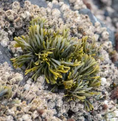 Little Rockweed thumbnail 4