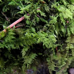 delicate fern moss thumbnail 2