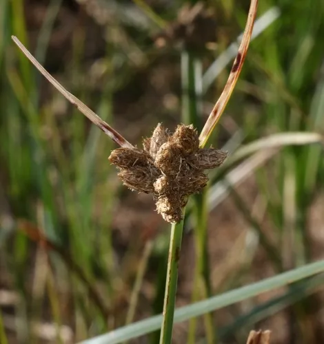 sea clubrush