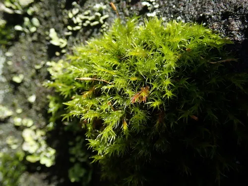 Racomitrium varium
