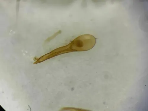 Erichsonius nanus