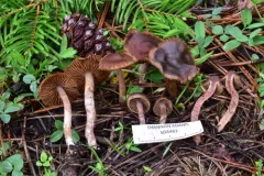 Cortinarius tuolumnensis thumbnail 2