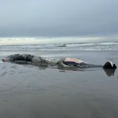 Fin Whale thumbnail 4