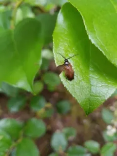 Anchycteis velutina thumbnail 3