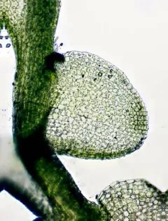 Dwarf Flapwort thumbnail 2
