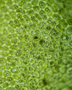 Large Notchwort thumbnail 3