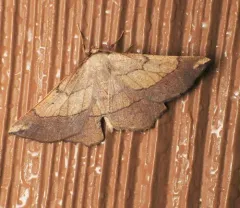 Scrub Euchlaena Moth thumbnail 4