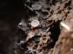 Atrozythia klamathica thumbnail 1