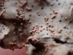Lasionectria lecanodes thumbnail 2