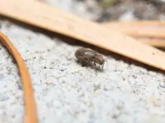 Granary Book Louse thumbnail 4