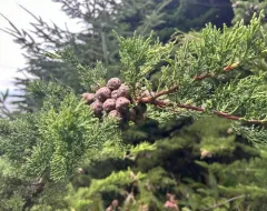 Monterey Cypress thumbnail 3