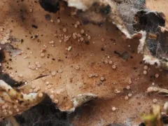 Lasionectria lecanodes thumbnail 4