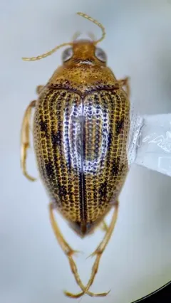 Haliplus fulvus thumbnail 2