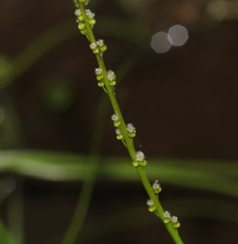 marsh arrowgrass