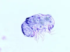 Megalothorax minimus thumbnail 2