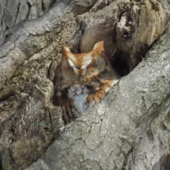 Eastern Screech-Owl thumbnail 4