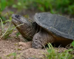 Common Snapping Turtle thumbnail 1