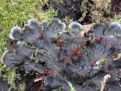 scaly pelt lichen thumbnail 4