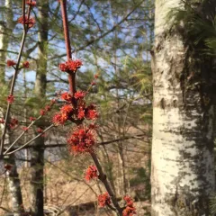 red maple thumbnail 4