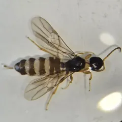Histeromerus canadensis thumbnail 1