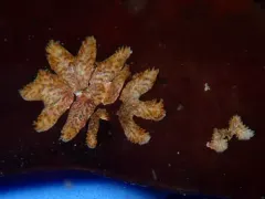 Tubulipora pacifica thumbnail 2