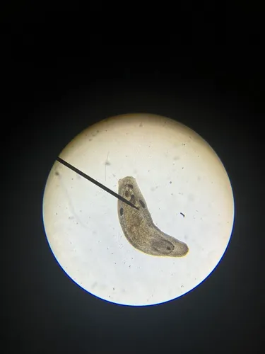 Macrostomum tuba