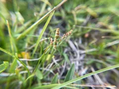 peculiar moonwort thumbnail 2