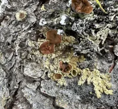 Mountain Candlewax Lichen thumbnail 4