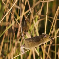 Northern Meadow Jumping Mouse thumbnail 4