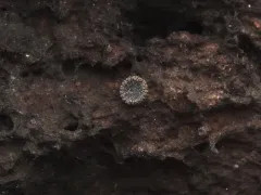 Atrozythia klamathica thumbnail 3