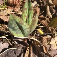 yellow trout lily thumbnail 2