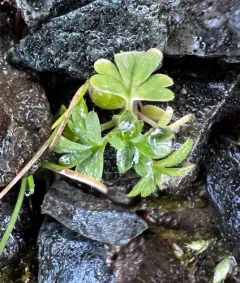 Field Parsley Piert thumbnail 4