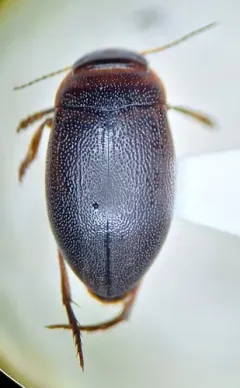 Hygrotus picatus thumbnail 2