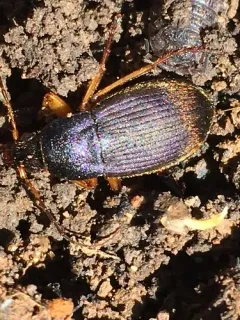 Chlaenius platyderus thumbnail 1