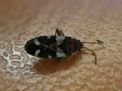 Scolopostethus diffidens thumbnail 4