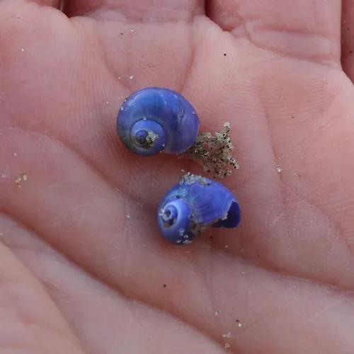 Elongated Violet Snail
