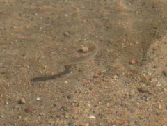 Red Shiner thumbnail 4