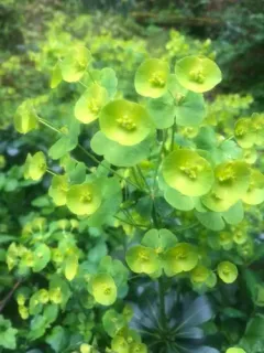 wood spurge thumbnail 3