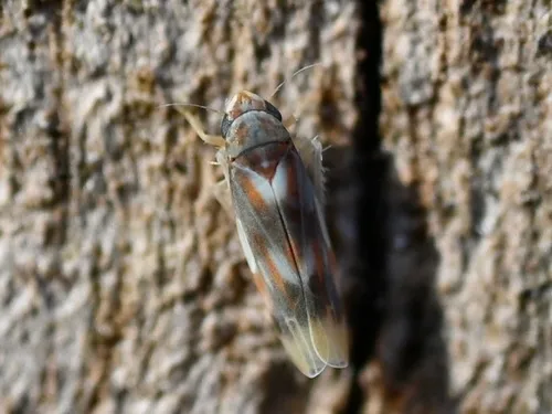 Erythridula fumida