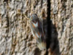 Erythridula fumida thumbnail 1