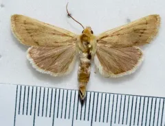 Dusky Dune Moth thumbnail 2