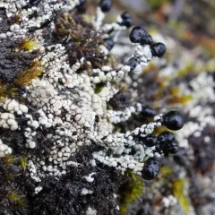 charred matchstick lichen thumbnail 2