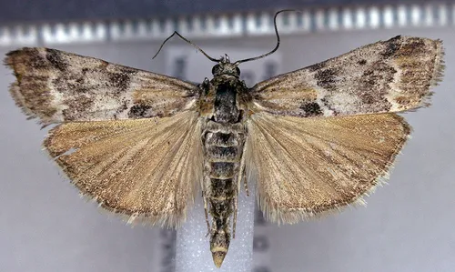 Catastia actualis