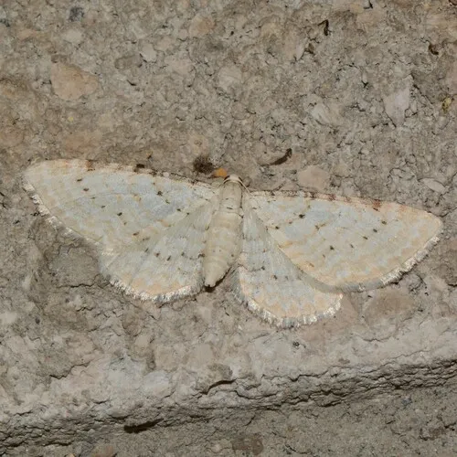 Eupithecia cretaceata