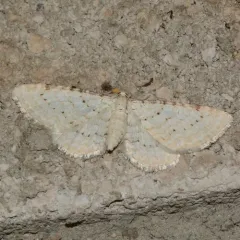 Eupithecia cretaceata thumbnail 1