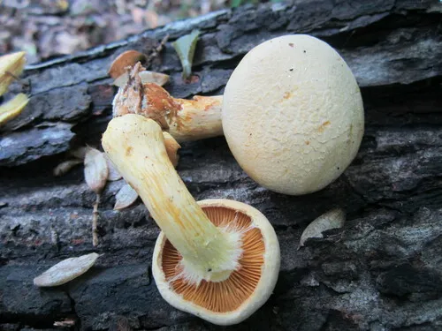 Gymnopilus lutescens