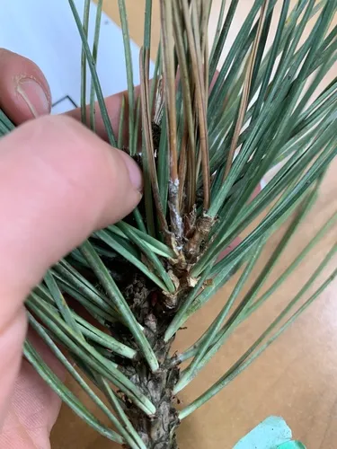 Diplodia tip blight