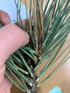 Diplodia tip blight thumbnail 1