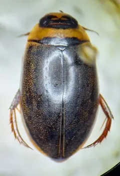 Rhantus suturellus thumbnail 2