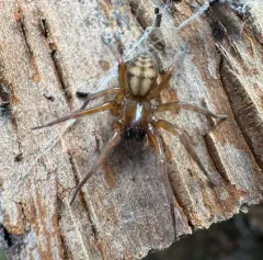 Callobius pictus thumbnail 4